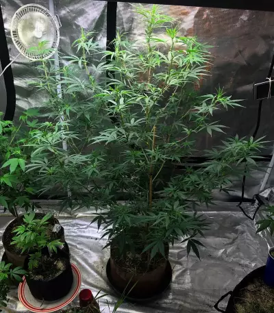JillyBean regular (TGA Subcool Seeds / SubCool’s The Dank) Cannabis-Samen