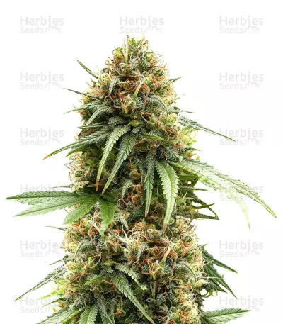 The Cure Regular (Mr. Nice Seedbank) Cannabis-Samen