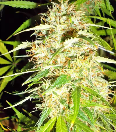 Zamaldelica regular (Ace Seeds) Cannabis-Samen