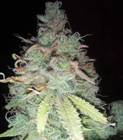 Z Glue (Expert Seeds) Cannabis-Samen