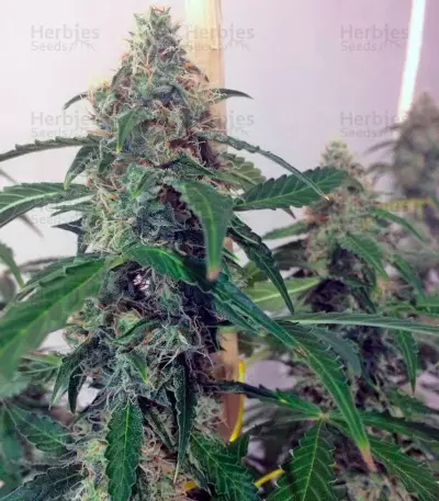 Auto Jack strain