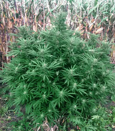Critical Lights (Expert Seeds) Cannabis-Samen