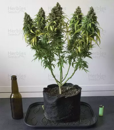 Critical + 2.0 (Dinafem Seeds) Cannabis-Samen