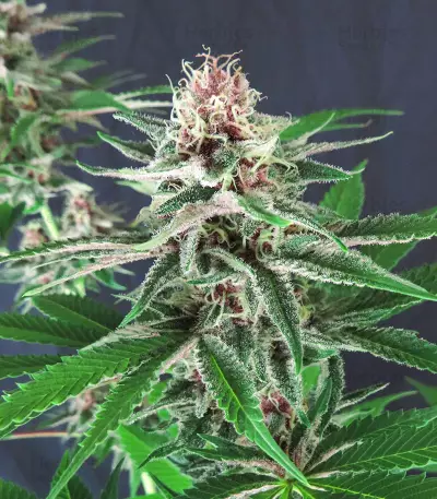 DDoS #33 feminisierte Samen (Herbies Seeds)