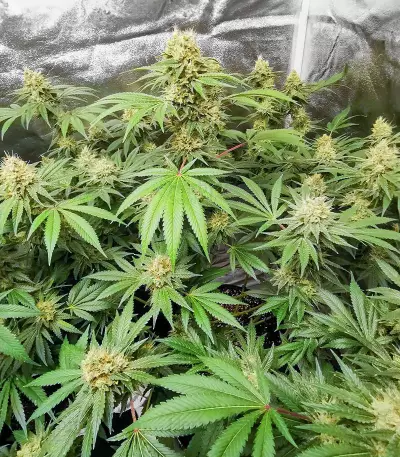 Glue Sherbert feminisierte Samen (AlphaFem Seeds)