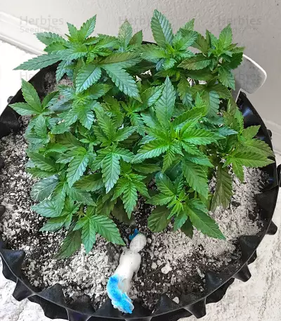 Ice Bomb (Bomb Seeds) Cannabis-Samen