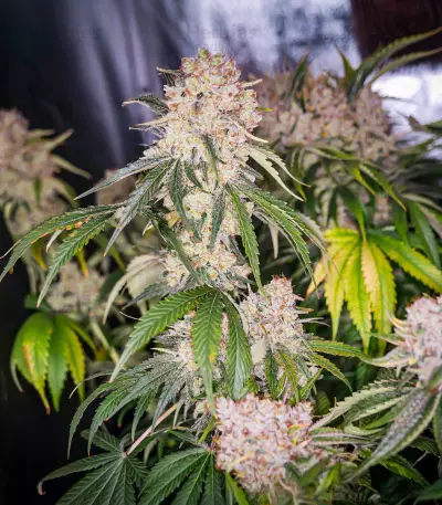 Keep Frosted Guava Autoflower feminisierte Samen (Seedkeepers)