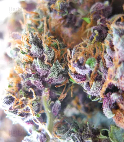 Blackwater feminisierte Samen (Original Sensible Seeds)
