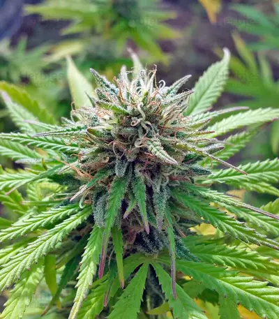 Northern Light regular (Nirvana Seeds) Cannabis-Samen