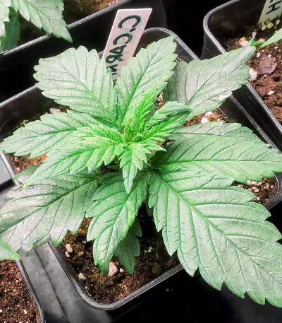 OG Kush (Kera Seeds) Cannabis-Samen