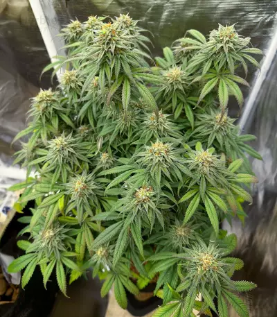 Sour Strawberry feminisierte Samen (Barney’s Farm)