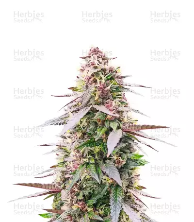 All Gas OG Autoflower feminisierte Samen (Humboldt Seed Company)