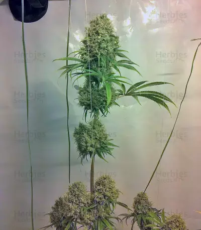Arjan's Strawberry Haze (GHS) Cannabis-Samen