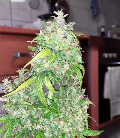 Arjan's Strawberry Haze (GHS) Cannabis-Samen