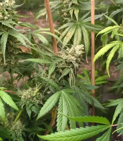 Black Berry OG (Emerald Triangle Seeds) Cannabis-Samen