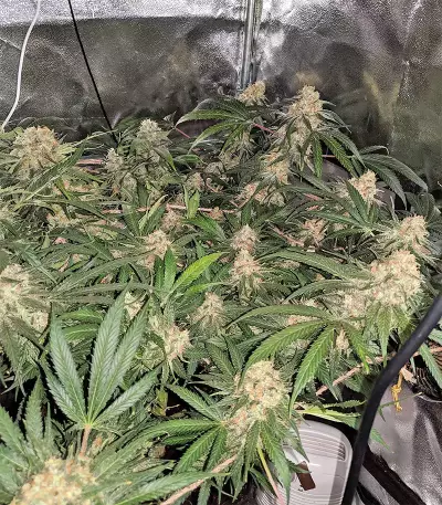 Blackberry Gum feminisierte Samen