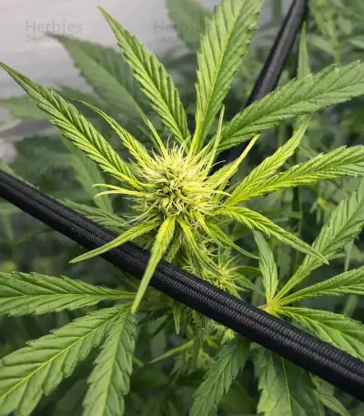 Bruce the Russian (Cream of the Crop Seeds) Cannabis-Samen