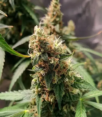 Bubble Gum Fast (00 Seeds)