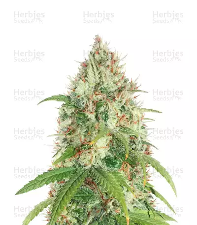 Dessert Mix Samen feminisiert (Herbies Seeds)