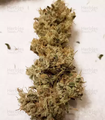 Gorilla Girl (Sweet Seeds) Cannabis-Samen