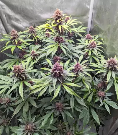 Humboldt Dream feminisierte Samen (Humboldt Seed Company)