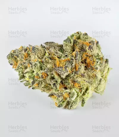Kush Mints Fast Version feminisierte Samen (Seedkeepers)