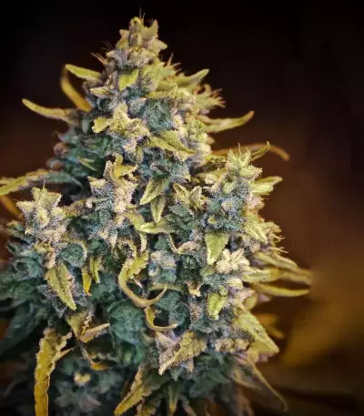 Malawi (Ace Seeds) Cannabis-Samen