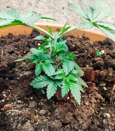 Moby Dick (Herbies USA Express)