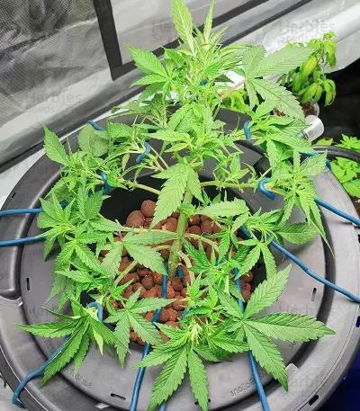 Pineapple Gum (Blackskull Seeds) Cannabis-Samen