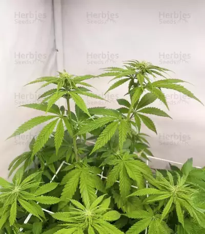 Purple Gelato Autoflower feminisierte Samen (Seedkeepers)