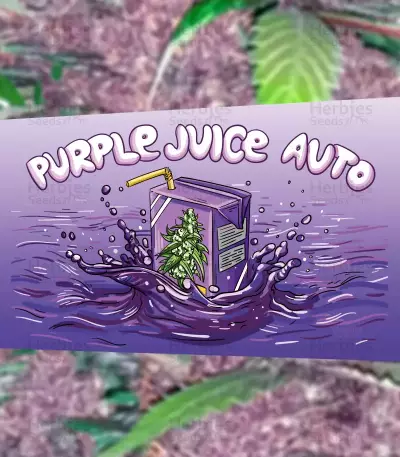 Purple Juice Auto feminisierte Samen (Herbies Seeds)
