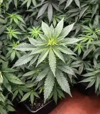 Runtz Triploid (Advanced Seeds)