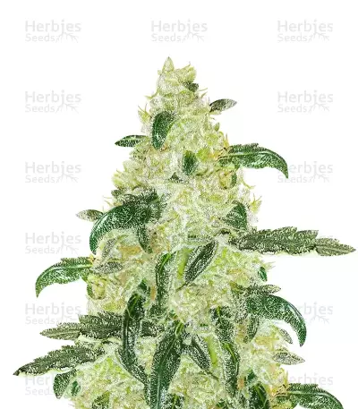 Samsquanch OG Auto (Mephisto Genetics) Cannabis-Samen