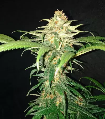 Shogun (RQS) Cannabis-Samen