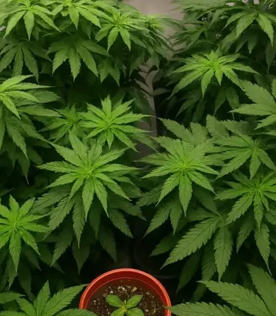 Trippy Sherbert Punch Auto (Big Head Seeds)