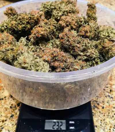 White Widow x Big Bud (Female Seeds)