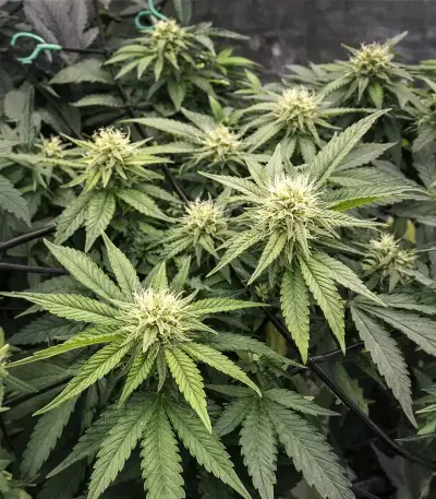 Widow 2004 regular (De Sjamaan Seeds) Cannabis-Samen