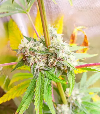 Sunday Punch feminisierte Samen (Delicious Seeds)