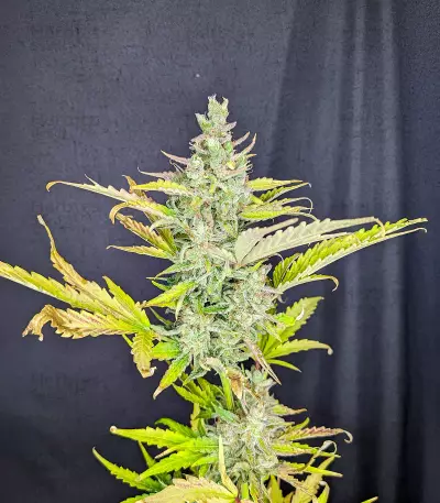 Trainwreck Fast Version feminisierte Samen (Seedkeepers)