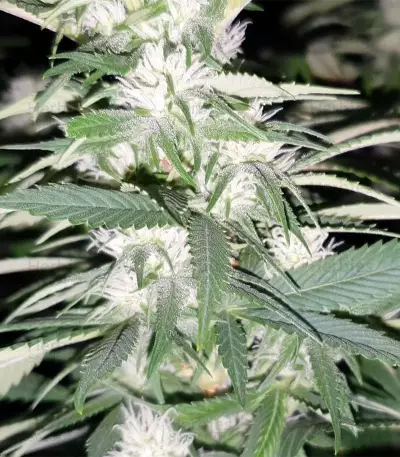 Tropic Punch (Heavyweight Seeds) Cannabis-Samen