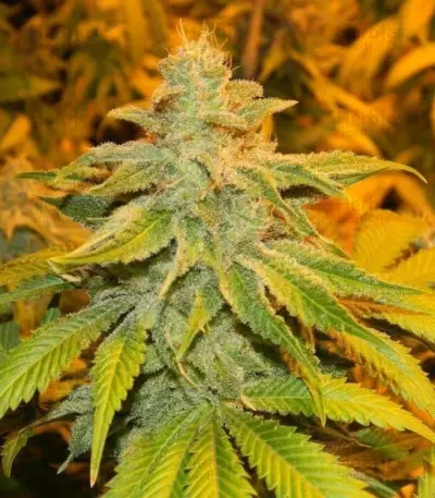 White Widow (GHS) Cannabis-Samen