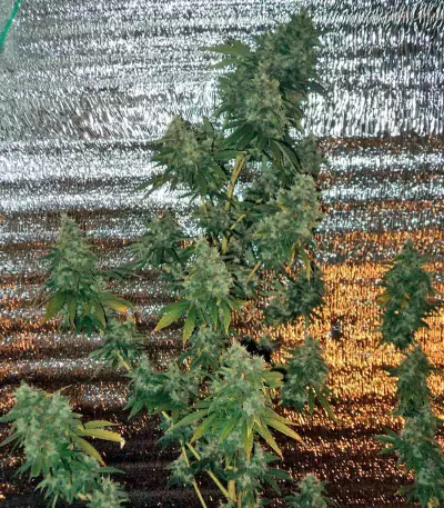 AK-47 regular (Serious Seeds) Cannabis-Samen