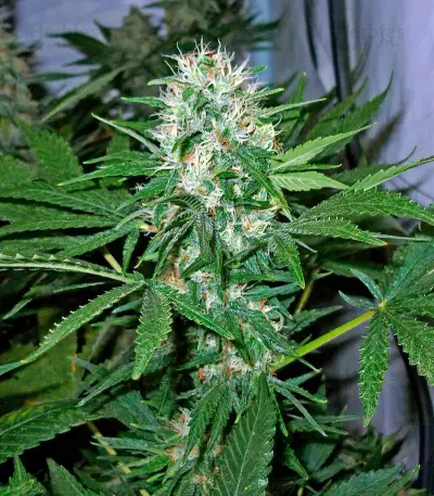 AK-47 (Serious Seeds) Cannabis-Samen