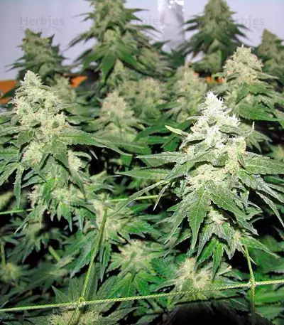 Chronic (Serious Seeds) Cannabis-Samen