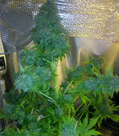 Dream Machine (Heavyweight Seeds) Cannabis-Samen