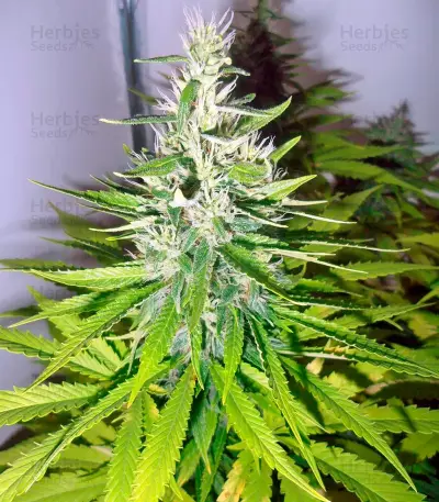 Mazar (Dutch Passion) Cannabis-Samen