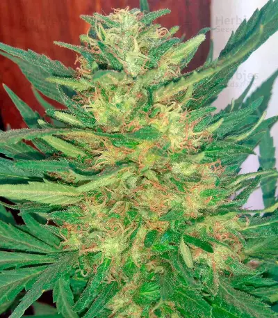 Motavation regular (Serious Seeds) Cannabis-Samen