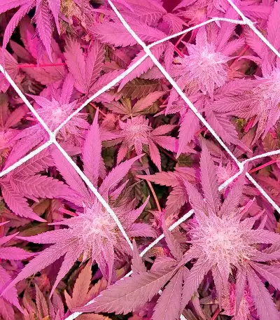 Russian Doll (Kannabia Seeds) Cannabis-Samen