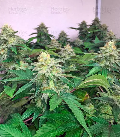 Papaya regular (Nirvana Seeds) Cannabis-Samen