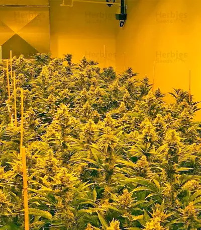 Papaya regular (Nirvana Seeds) Cannabis-Samen